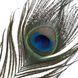 Лоскоталка - перо павича LOCKINK SEVANDA Natural Peacock Flirting Feather Tickler картинка 6